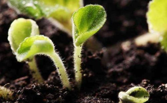 土壤墑情速測(cè)儀功能介紹