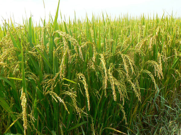 風(fēng)途FT-LORA土壤墑情監(jiān)測(cè)系統(tǒng)詳情