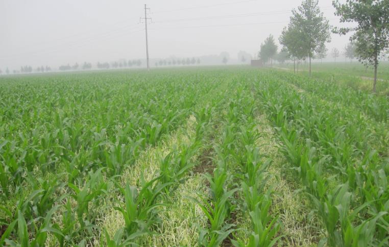 基于物聯網的農業墑情監測系統