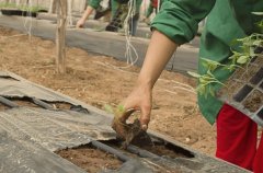 土壤墑情的監測方法哪種好？