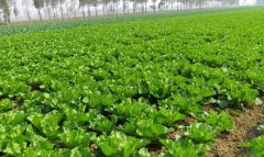 農業土壤墑情監測系統科學控制土壤濕度