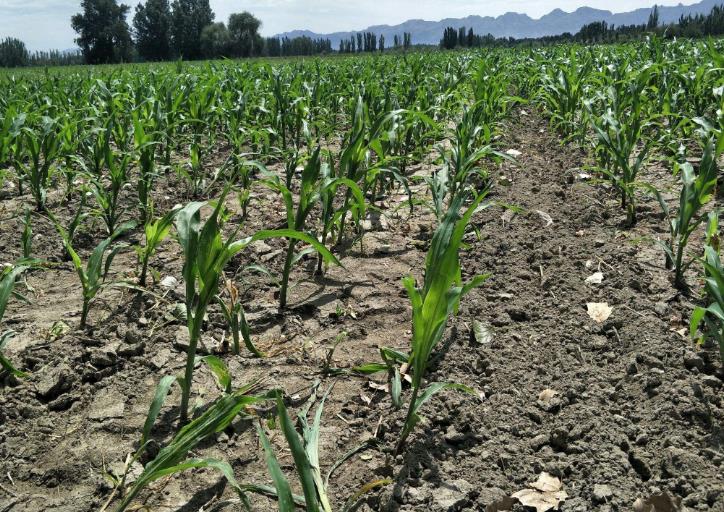 土壤墑情監測系統以及常用的墑情等級判斷方法