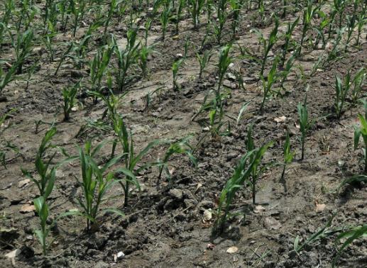 土壤墑情監(jiān)測站是怎樣的系統(tǒng)? 土壤墑情監(jiān)測站是怎樣的系統(tǒng)?