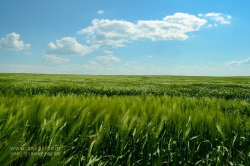 智慧農業帶來了什么？